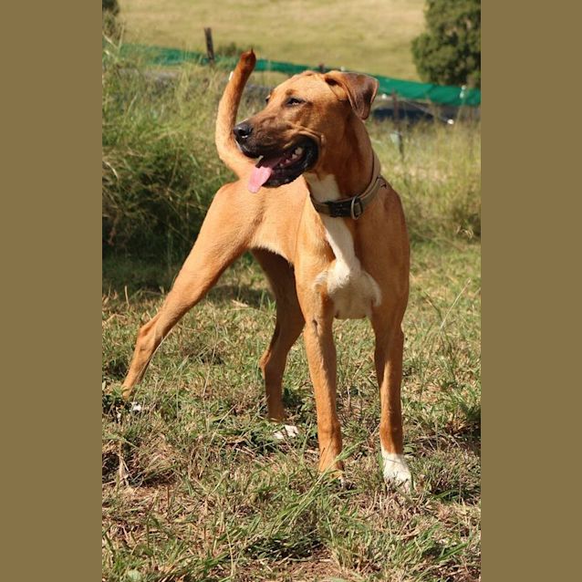 Photo of Missy (At Rspca Big Adopt Day Sept 19 Brisbane)