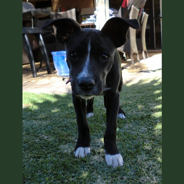 Photo of Denver *On Trial In His New Home*