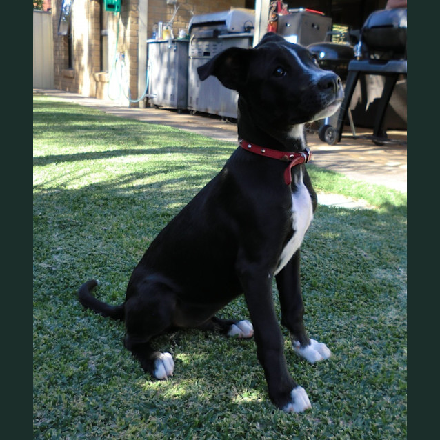 Photo of Denver *On Trial In His New Home*