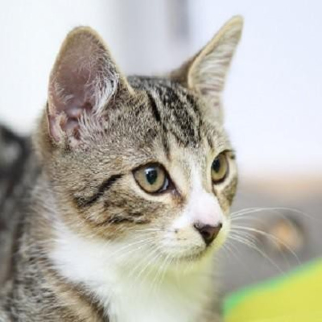 Photo of Luna