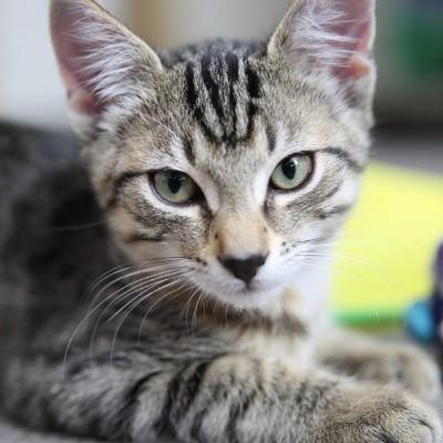 Photo of Muffin