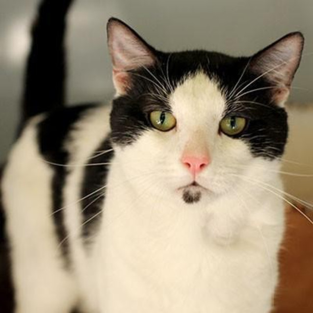 Photo of Milo