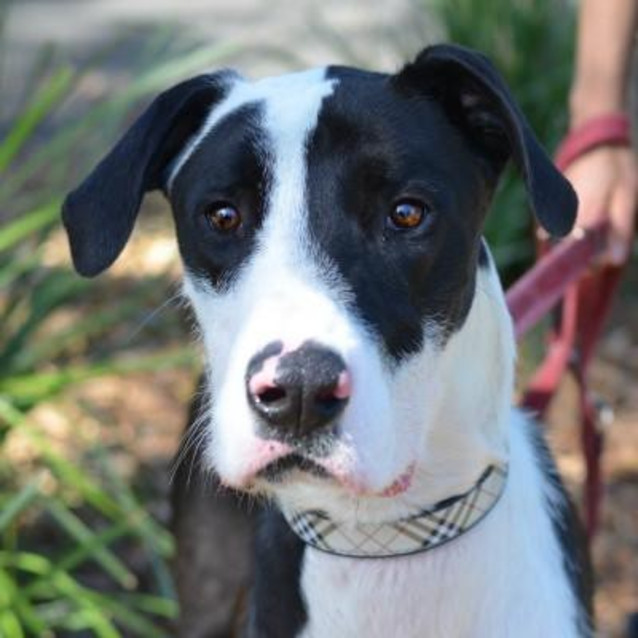 Photo of Otis