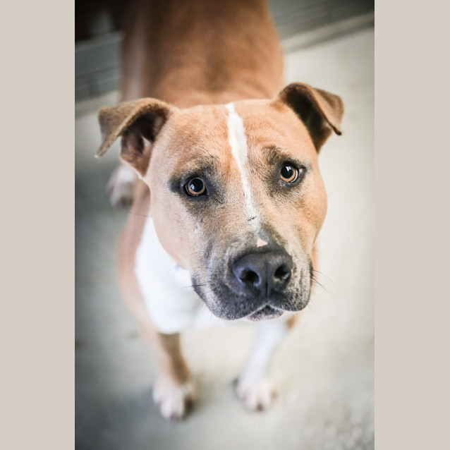 Photo of Chopper ~ #1501635