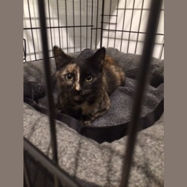 Photo of Lilly 