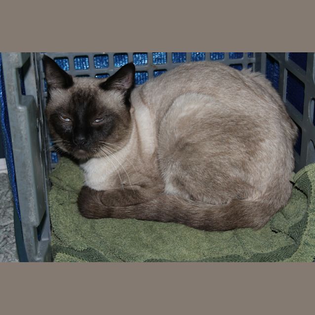 Photo of Magoo