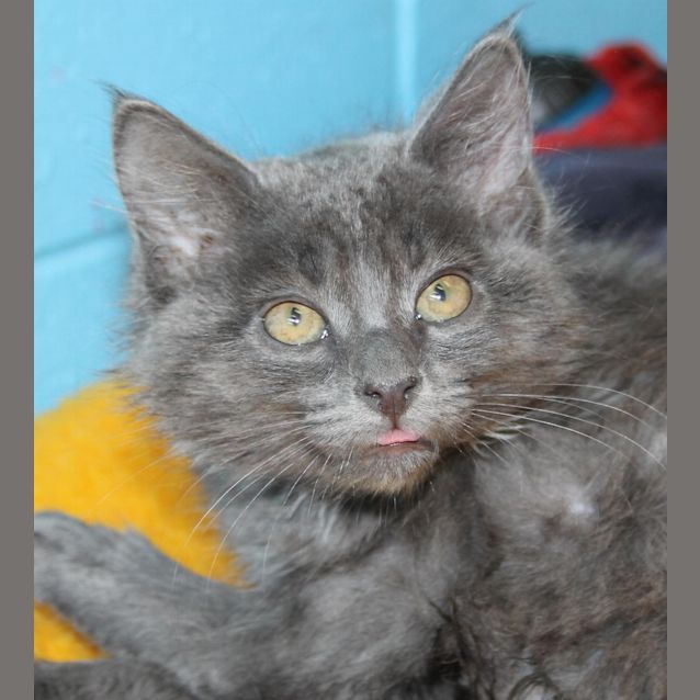 Photo of Brownie