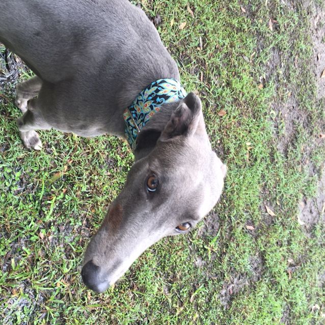 Photo of “Teddy”, She Wore Blue Velvet. Brisbane