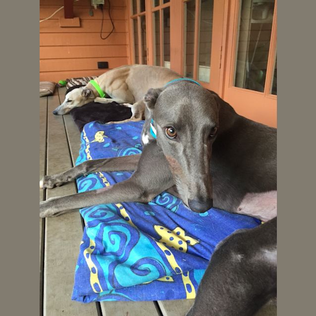 Photo of “Teddy”, She Wore Blue Velvet. Brisbane