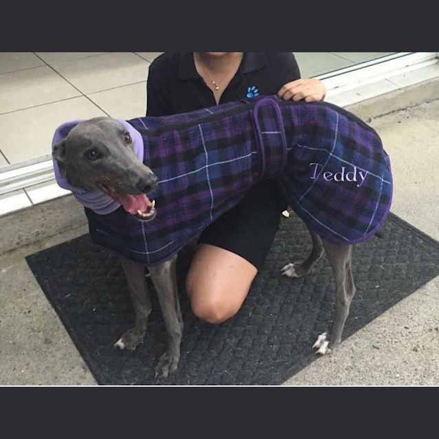 Photo of “Teddy”, She Wore Blue Velvet. Brisbane