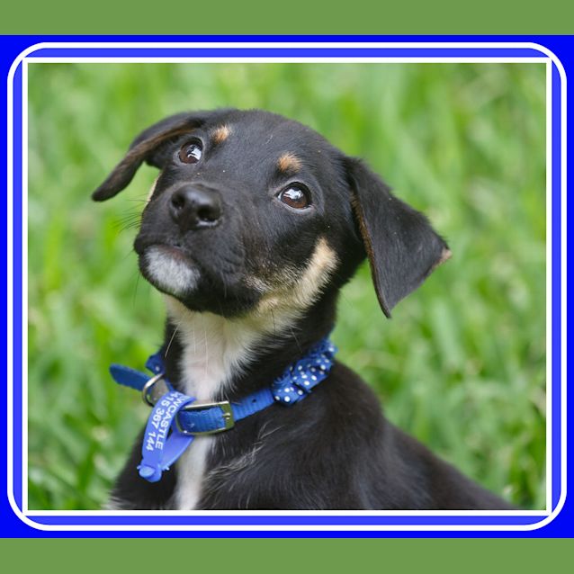 Photo of Pompei ~ Kelpie X Puppy ~ On Trial 3/5/15