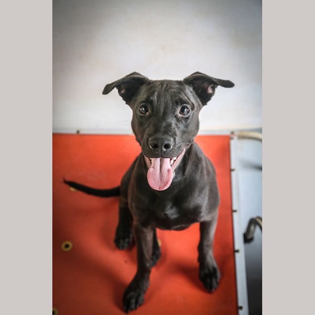 Photo of Chip ~ #1501936