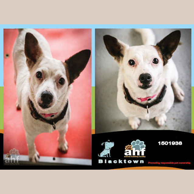 Photo of Pebbles ~ #1501938