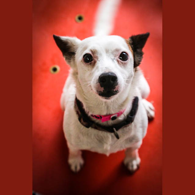 Photo of Pebbles ~ #1501938