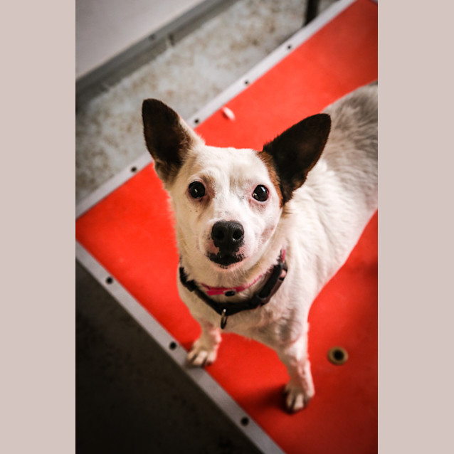 Photo of Pebbles ~ #1501938