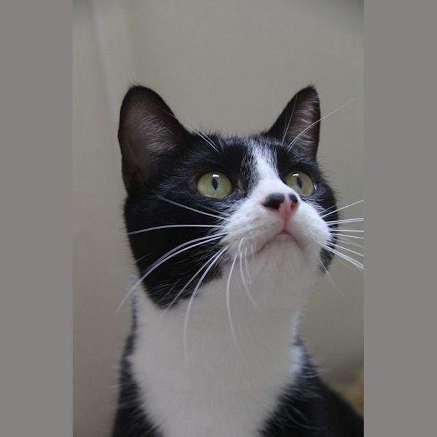 Photo of Loki