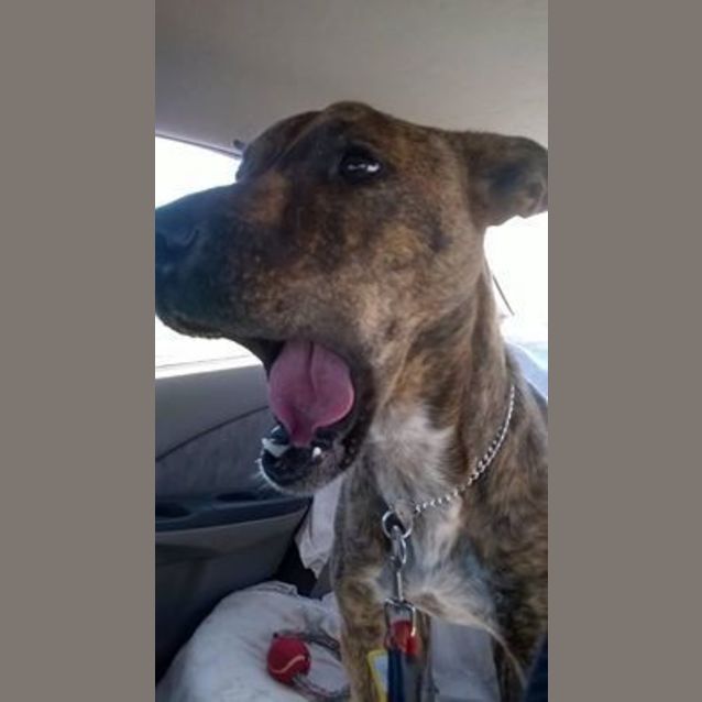 Photo of Logan (Adoption Pending)