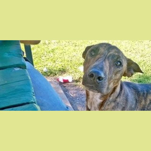 Photo of Logan (Adoption Pending)