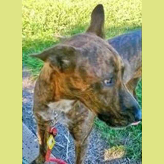 Photo of Logan (Adoption Pending)