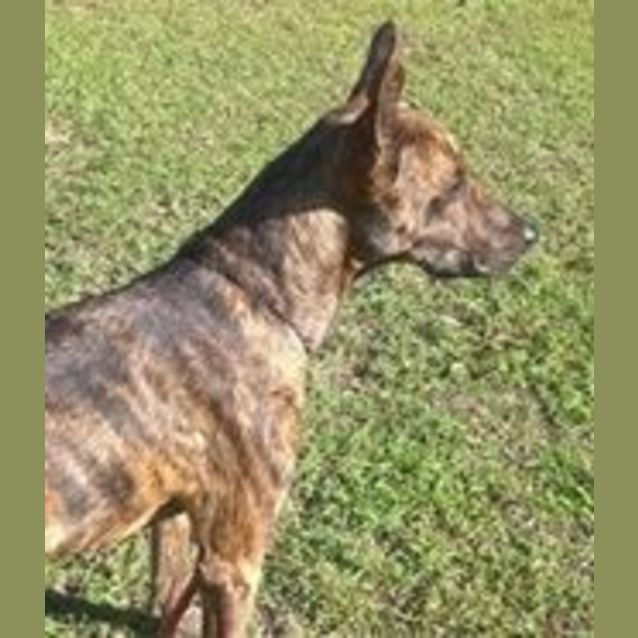 Photo of Logan (Adoption Pending)