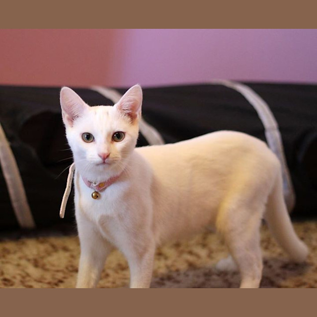 Photo of Ivory