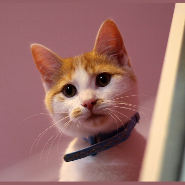Photo of Chico