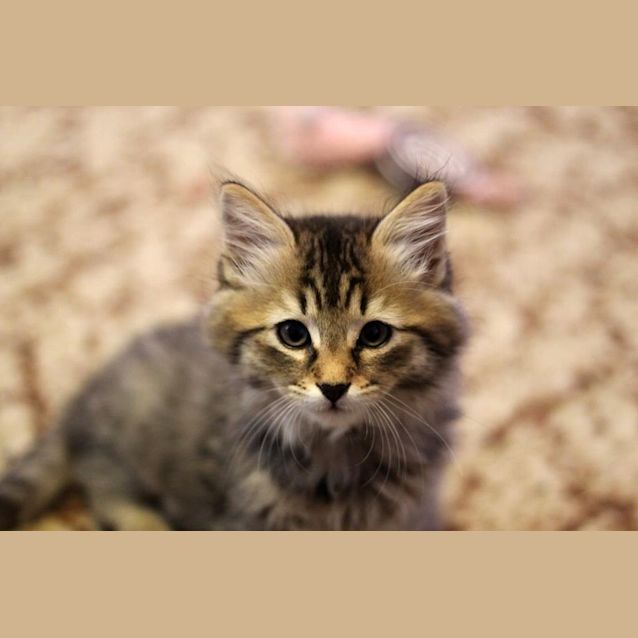 Photo of Damon Adoption Pending