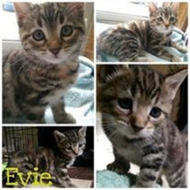 Photo of Evie