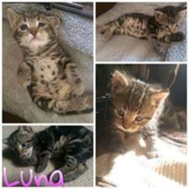 Photo of Luna