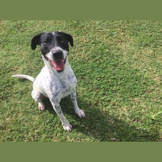 Photo of Mason (K93093)