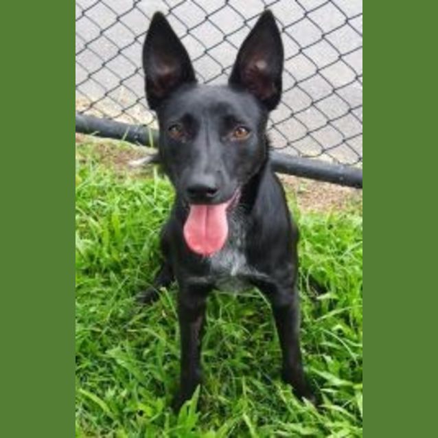 Photo of Kahlua (K91297)