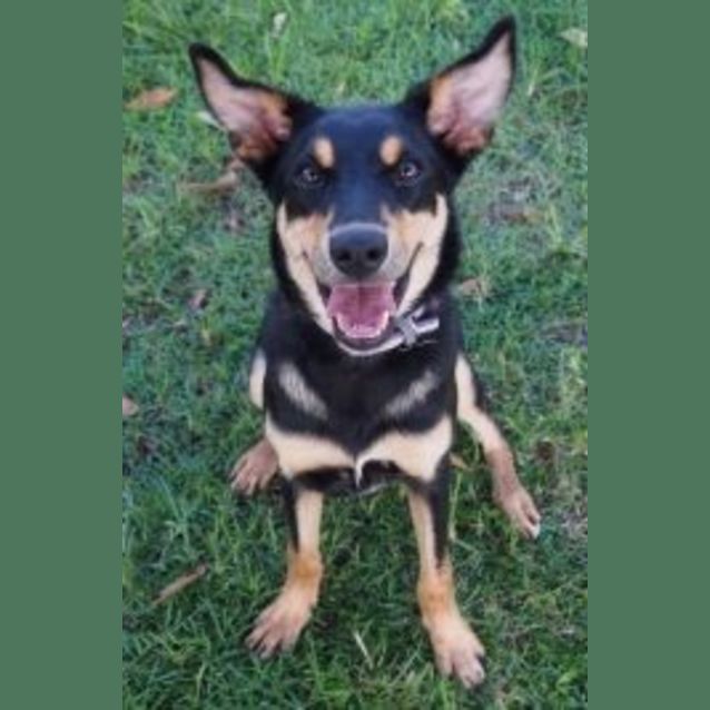 Photo of Heidi (K92688)