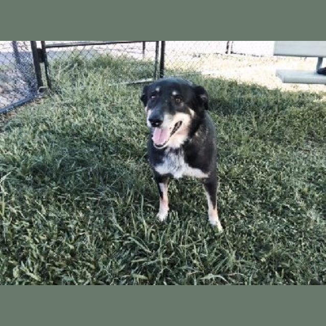 Photo of Sheeba (K93312)