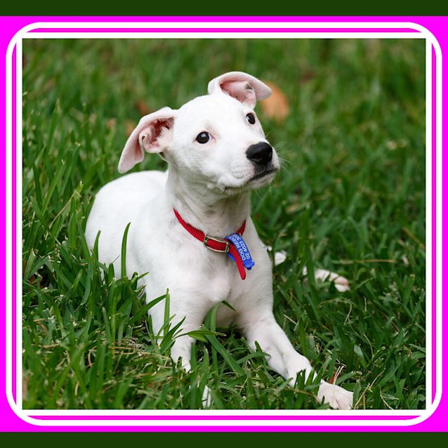 Photo of Sorbet ~ Adopted With Love 14/2/16