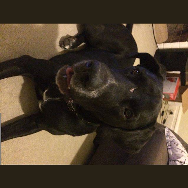 Photo of Scooby