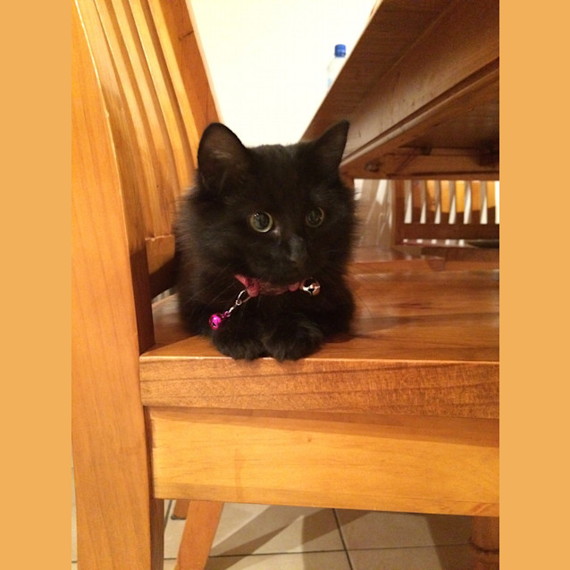 Photo of Licorice (Dog Friendly)