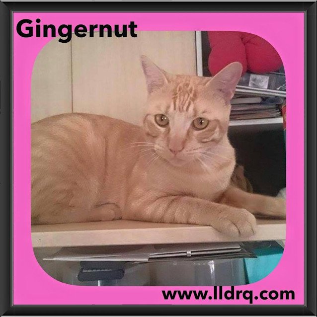 Photo of Gingernut 