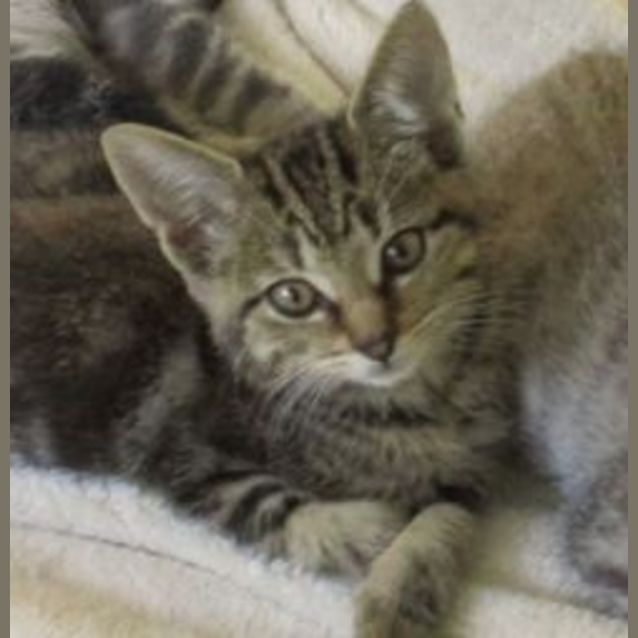Photo of Coco (Pre  Adoption)
