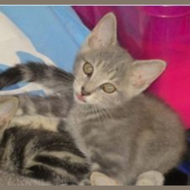 Photo of Kuma (Pre Adoption)