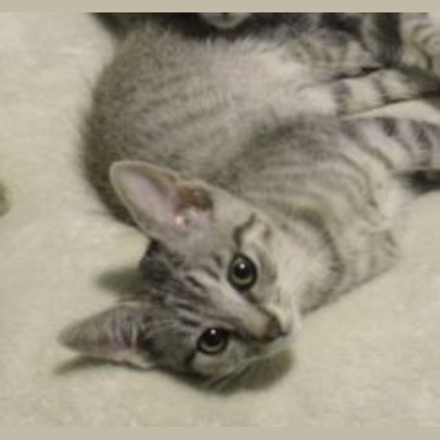 Photo of Angel (Pre Adoption)