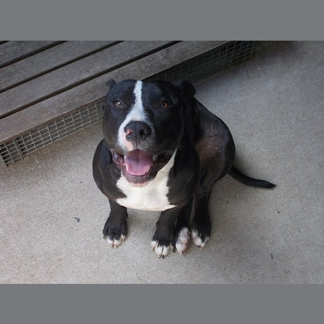 Photo of Bronson