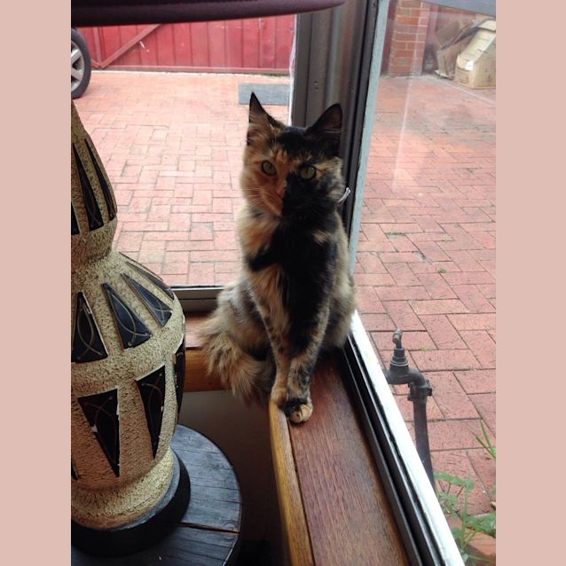 Photo of Tigerlilly