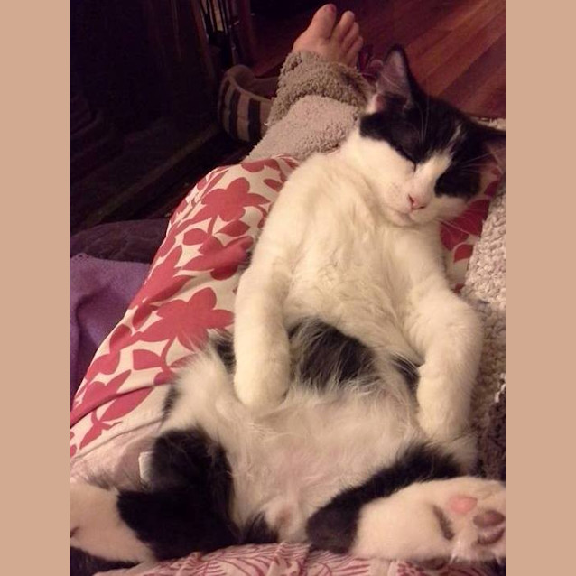 Photo of Schubert (Schubie)