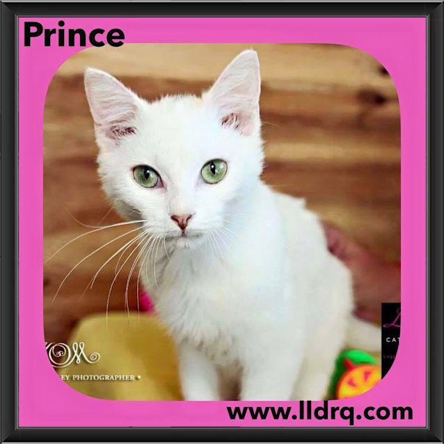 Photo of Prince 