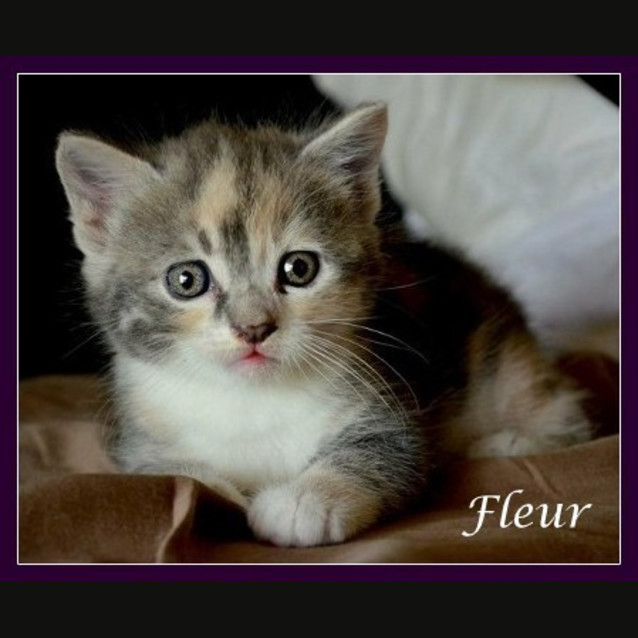 Photo of Fleur