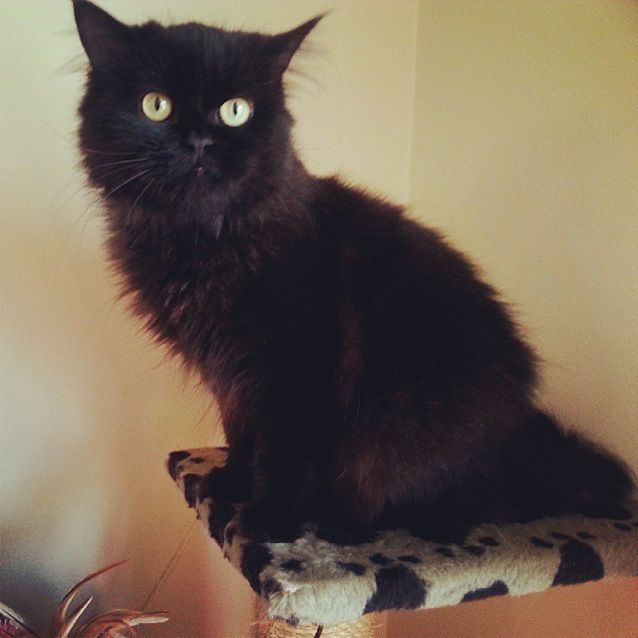 Photo of Miss Monkey *Adoption Pending*