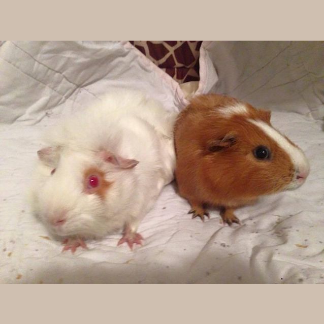 Photo of Bugsy And Moon