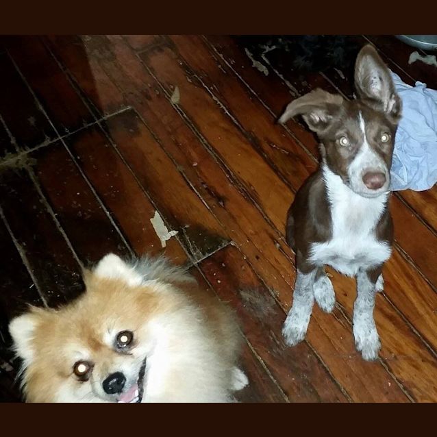 Photo of Possum (Adoption Pending)