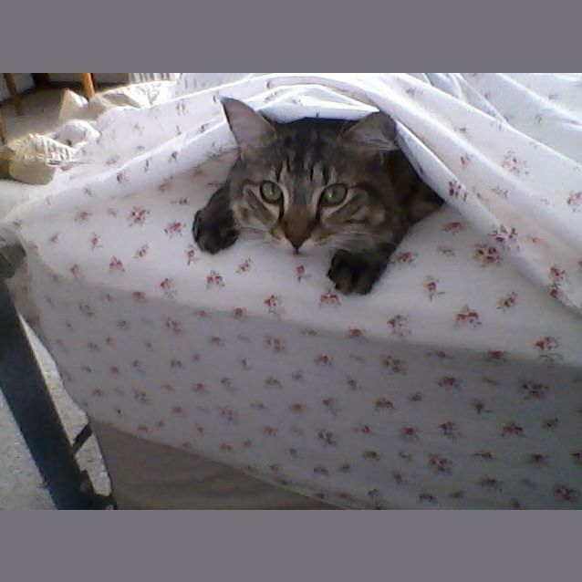 Photo of Pippy