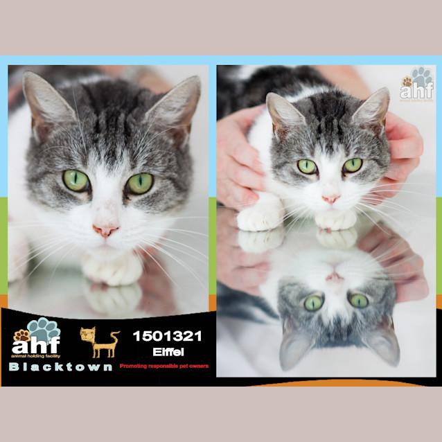 Photo of Eiffel ~ #1501321